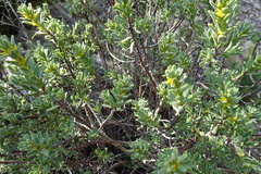 Thymelaea tinctoria
