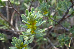 Thymelaea tinctoria