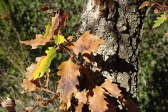 Quercus faginea