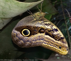 Caligo illioneus