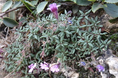 Chaenorhinum origanifolium