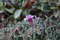 Chaenorhinum origanifolium