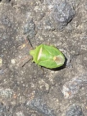 Ocirrhoe unimaculata