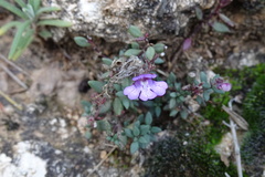 Chaenorhinum origanifolium