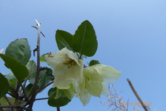 Clematis cirrhosa