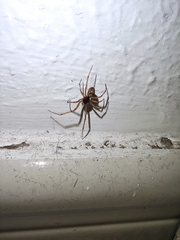 Steatoda triangulosa