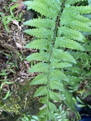 Microlepia marginata bipinnata