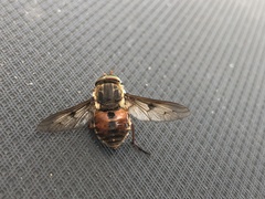Scaptia