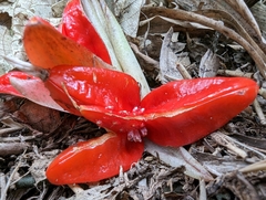 Zingiber kawagoii