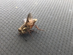 Scaptia