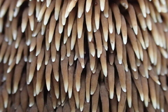 Sarcodon stereosarcinon