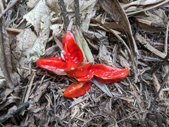 Zingiber kawagoii