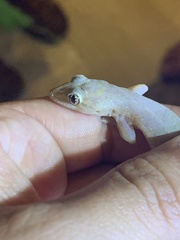 Hemidactylus mabouia