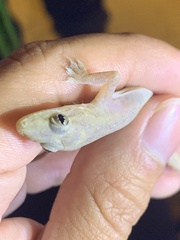 Hemidactylus mabouia