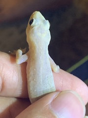 Hemidactylus mabouia