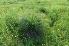 Carex cespitosa
