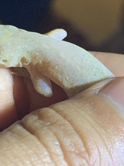 Hemidactylus mabouia