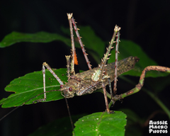 Phricta spinosa