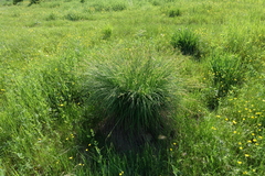 Carex cespitosa