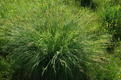 Carex cespitosa