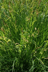 Carex cespitosa