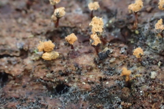 Hemitrichia