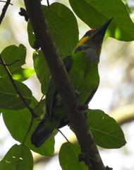Psilopogon chrysopogon