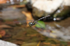 Austroaeschna pulchra