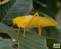 Paracaedicia serrata
