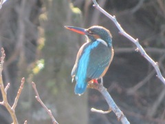 Alcedo atthis bengalensis