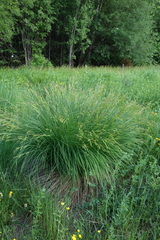 Carex cespitosa