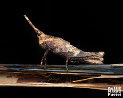 Desmoptera truncatipennis