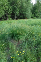 Carex cespitosa