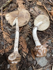 Amanita porphyria