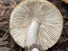 Amanita porphyria