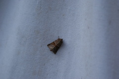 Lemmeria digitalis