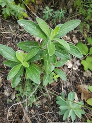 Ajuga laxmannii