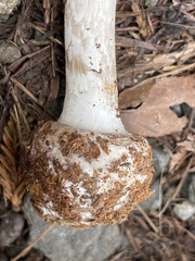 Amanita porphyria