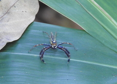 Telamonia