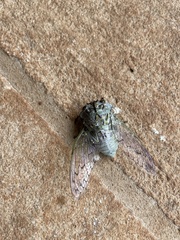 Oxypleura lenihani