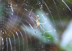 Nephila