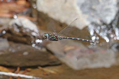 Austroaeschna pulchra