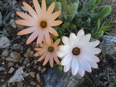 Dimorphotheca pinnata