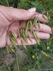 Bromus squarrosus