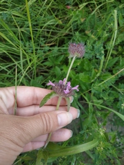 Clinopodium caucasicum