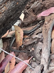 Acritoscincus platynotus