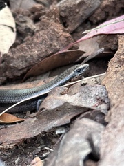 Acritoscincus platynotus