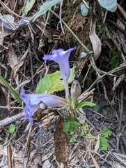 Strobilanthes pentastemonoides