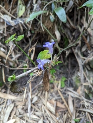 Strobilanthes pentastemonoides