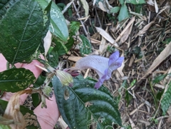 Strobilanthes pentastemonoides